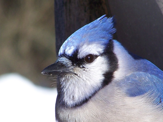 blue jay